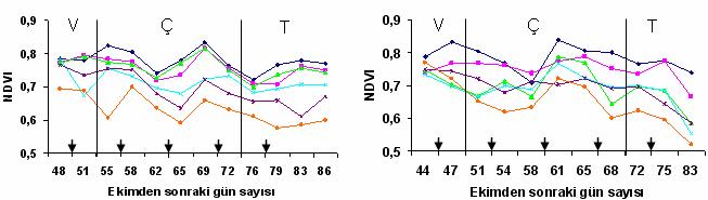 73 (a) (b) V: Vejetatif dönem, Ç: Çiçeklenme dönemi, T: Tane dolumu-hasat dönemi Şekil 4.
