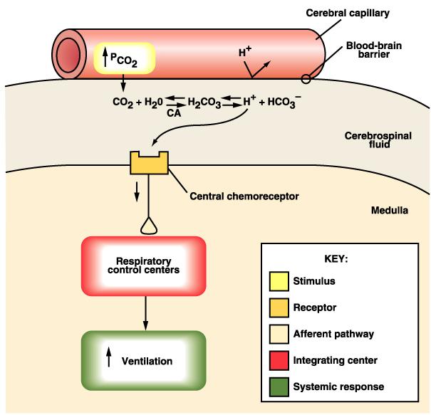 Hiperkarbiye duyarlı santral kemoreseptörler kan