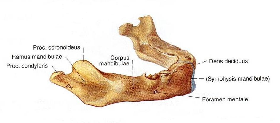 Corpus mandibulae gelişim sırasında hem uzar hem de genişler. Corpus mandibulae nin dış periostal yüzeylerinde genellikle apozisyonel alanlar gözlenir.