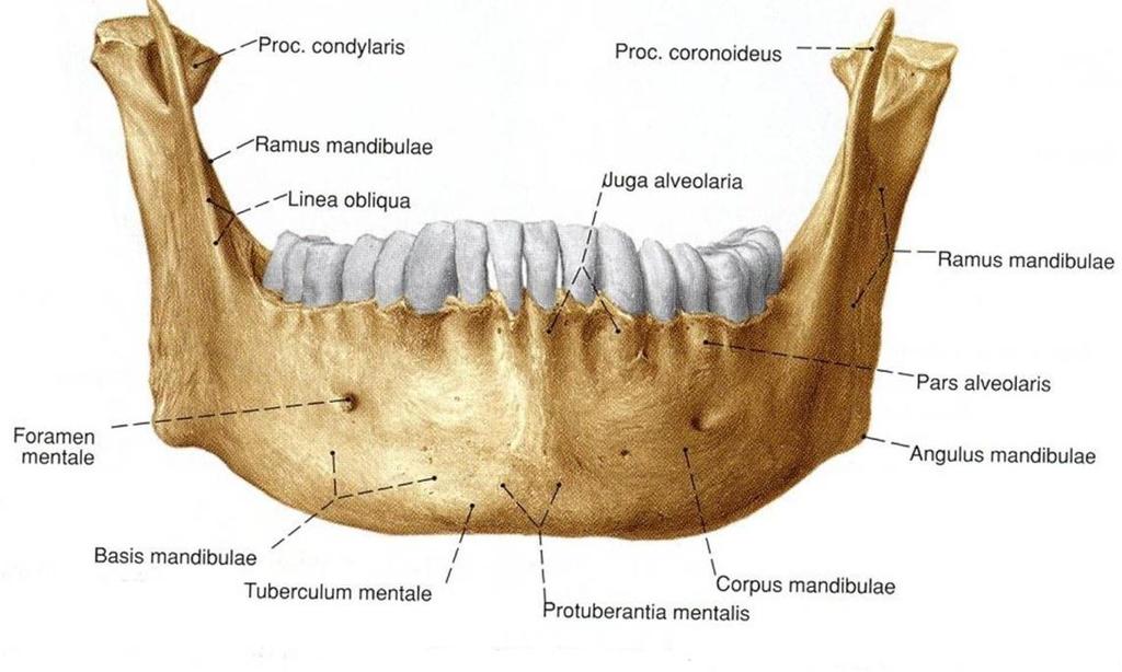 Bu üçgenin tabanının iki köşesinde küçük birer kabartı olan tuberculum mentale ler yer alır. Corpus manbulae nin dış yüzünde genellikle 2.