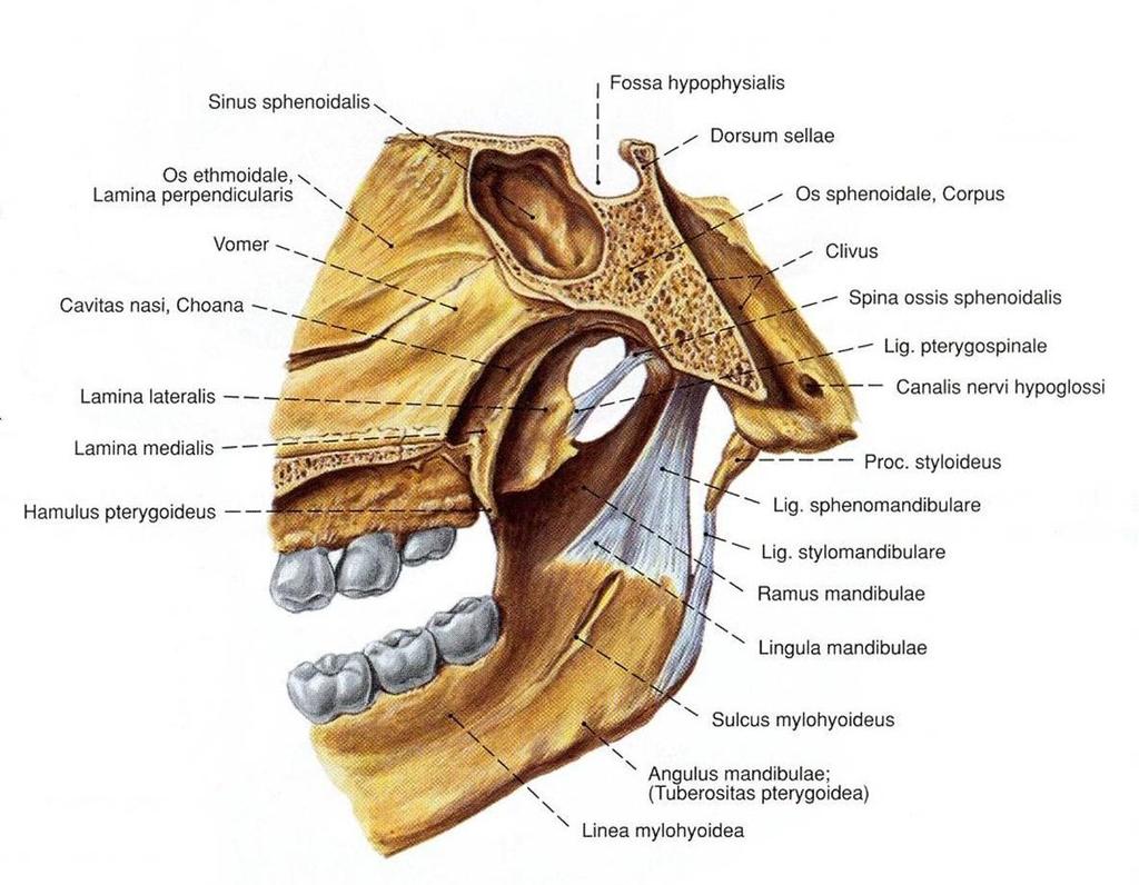 Resim 1. 11. Lig. sphenomandibulare, Lig. stylomandibulare (Putz ve ark 2010). 6. Ligamentum retinaculare Glandula parotidea ile ramus mandibulae arasında bulunur.