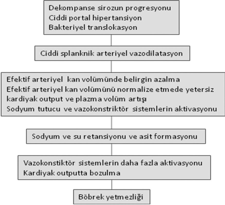 Pınar Zeyneloğlu / Hepatorenal Sendrom Sirozlu hastalar ve deneysel hayvanlarda yapılan çalışmalar bakteriyel translokasyonun (intestinal lümenden mezenterik lenf nodlarına bakteri geçişi) da ileri