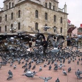 Örneğin,güvercinler yiyecek ararken en fazla yiyeceği buldukları yere giderler.