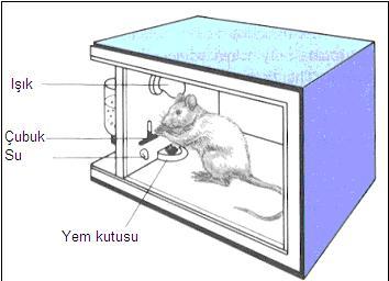 Skinner bir fareyi Skinner Kutusu (Edimsel-Operant Kutu) adını verdiği, içinde bir manivela ve yiyecek olan kutuya yerleştirmiştir.