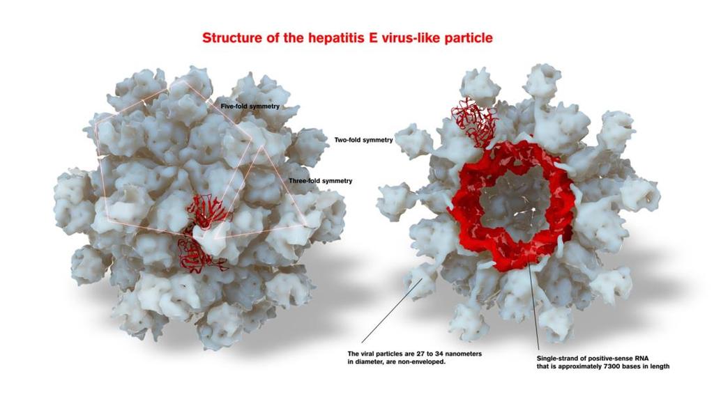 Hepatit E Virüsü (HEV) Hepeviridae ailesi, Hepevirus subtipi Küçük, zarfsız, tek