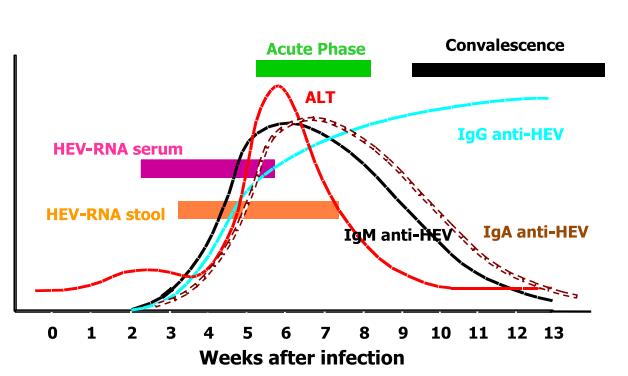 Akut Hepatit E Enfeksiyon Seyri Prodrom dönemi 10 gün Halsizlik Bulantı Ateş Sarılık, bilirübinüri, akolik gaita