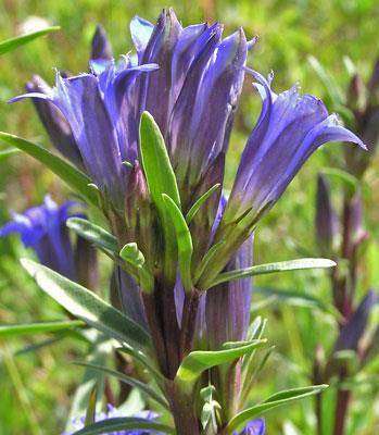 Colchicum, Laurus, Dianthus.