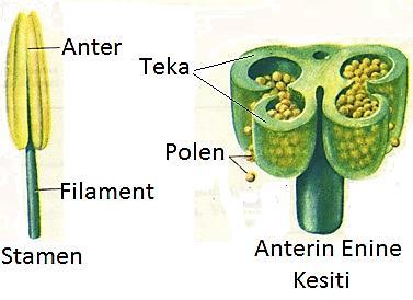 Anter iki tekadan ve bu tekaları birleştiren konnektiften oluşur. Her teka içinde ikişer polen kesesi bulunur. Polen, bu keseler içinde oluşur.
