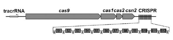 Bakterilerde Adaptif İmmünite: CRISPR-Cas Sistemleri; CRISPR dizileri: 28-37 nükleotid