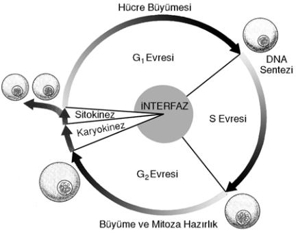 döngüsü aşağıdaki şekilde gösterilmiştir. Şekil : Bir Vücut Hücresinin Hayat Devri Bu şekilde görülen G 1 evresinde hücre sitoplazma ve yüzey olarak büyür. Organel sayıları artar.