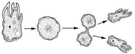 Şekil : Mitoz Bölünmenin Evreleri II. AMİTOZ BÖLÜNME Basit yapılı tek hücreli canlılarda, çoğalma sırasında, hücre bölünürken çekirdek zarı kaybolmaz. Bu bölünme tipine gizli mitoz veya amitoz denir.