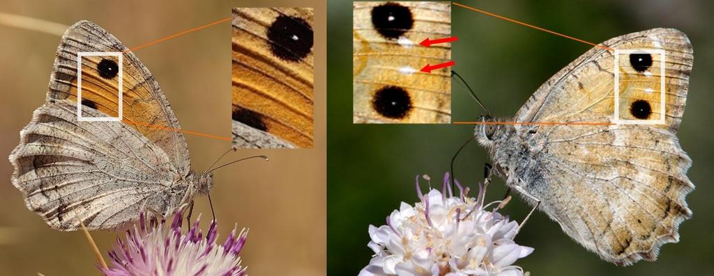 Cadısı ( Pseudochazara schakuhensis ) Doruk Yalancı Cadısı ( Pseudochazara aurantiaca ) Gürcistan Yalancı Cadısı ( Pseudochazara gruensis )