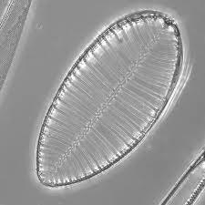 diatome