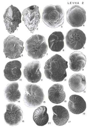 LEVHA 2 1-2. Reussella spinulosa (Reuss). Dış görünümler; 1, x 170; 2, x 200; Gökçeada, İstasyon 3. 3. Stomatorbina concentrica (Parker ve Jones).