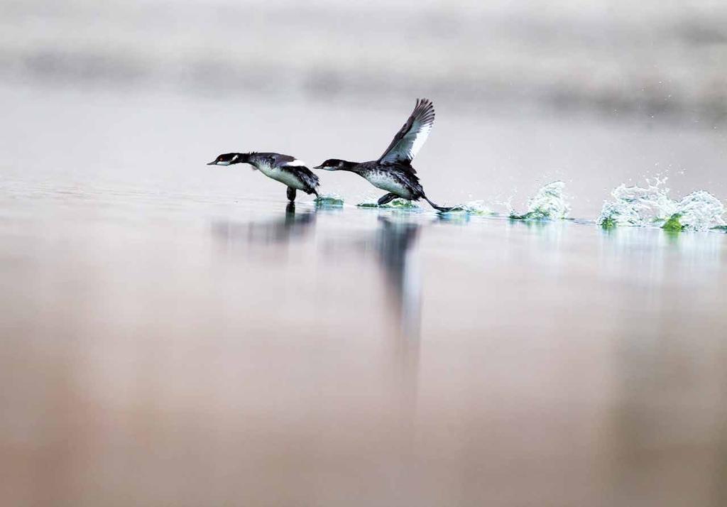 BATAĞANLAR SUYA ÂŞIK KUŞLAR Karada yürümeyi beceremezler, bazı türleri uçmayı bile bilmez. Uçmaktan çok zıpkın gibi dalar ve su üstünde kanat çırparak koşarlar.