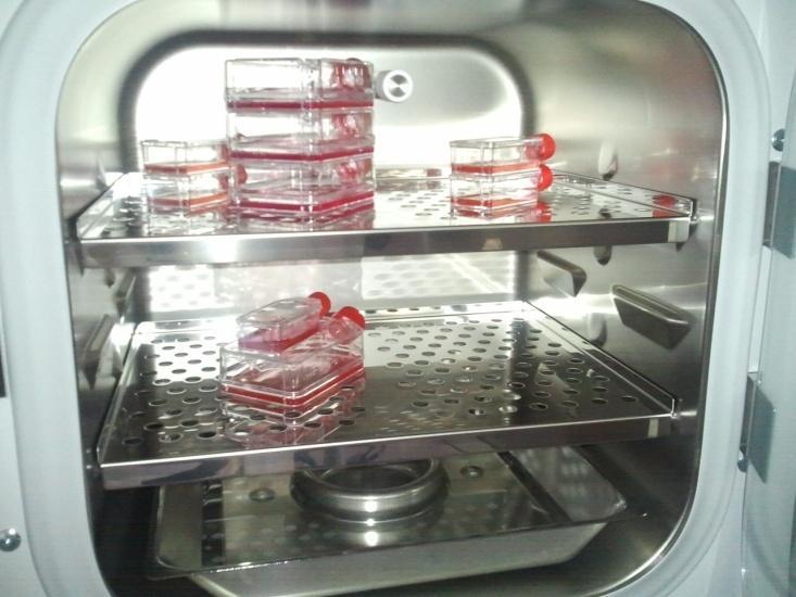 45 ġekil 4.9. Meme kanserine model hücre hatlarından biri olan MCF-7 hücrelerinin 10 X objektifte mikroskobik görüntüsü ġekil 4.10. CO 2 inkübatöründe flasklarda üretilen hücreler 4.8.