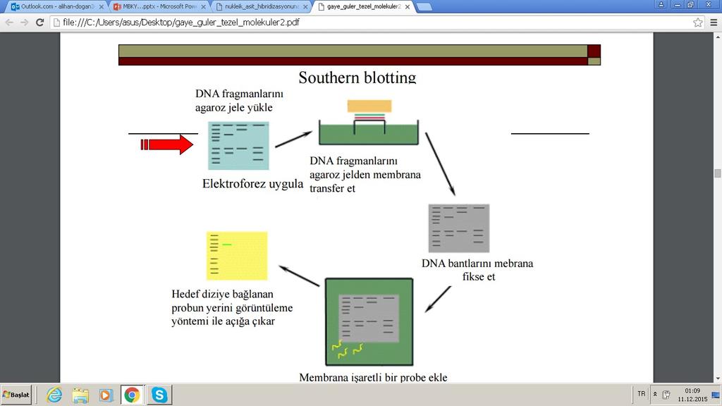 ELECTROBLOTTİNG İLE SOUTHERN AKTARIMI DNA parçalarının, özellikle de restriksiyon enzim kesimi uygulaması ile oluşan, boyutları birbirine çok yakın ve çok sayıda olanların, agaroz jeldeki bantları