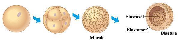 GELİŞME EVRELER Segmentasyon (devam) Morula evresinden sonra bölünmeler devam ederken içte bulunan hücreler dışa göçerler. Ortası boş çevresinde hücre sıraları olan bu evreye blastula evresi denir.