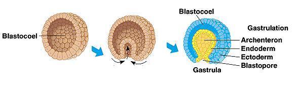 GELİŞME EVRELER 2. Gastrulasyon Balastula evresinden sonra alt kısımdaki hücreler çökme ve göçme hareketleri ile blastosöle çökerler. Çökme olayı sonunda iki tabakalı embriyo oluşur.