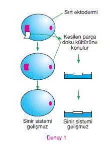 Embryonik indüksiyon-spemann deneyi 1900 lerde Alman biyolog Hans Spemann Deney 1 Üst ektoderm çıkarılır. Çıkarılan bu ektoderm doku kültürüne konur ve canlı kalması sağlanır.