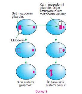 Embryonik indüksiyon-spemann deneyi Deney 3 İki semender embriyosu kullanılır. 1. embriyonun sırt mezodermi ve 2. embriyonun karın mezodermi çıkarılır. 1. embriyodan çıkarılan sırt mezodermi, 2.