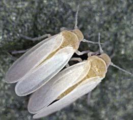 Predatörün bulunmaması halinde beyaz sineğin düşük yoğunluğunda