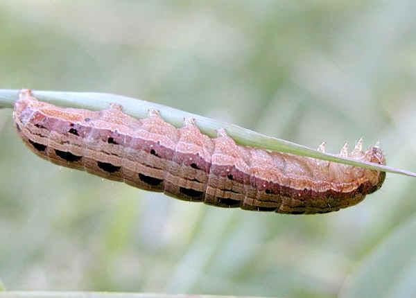 Noctuidae Bu zararlının yumurta ve larva