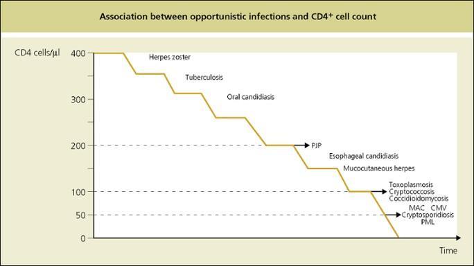 CD4 (+) T lenfosit sayısı