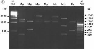 ERIC PCR