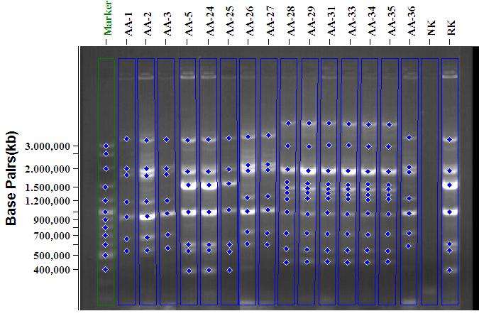 Şekil 4.10. Bakterilerin REP PCR Elektroforez Sonuçları.