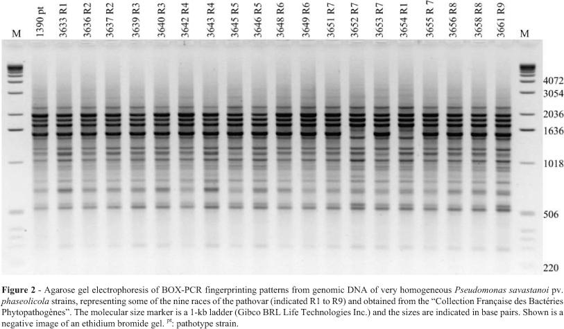 BOX PCR