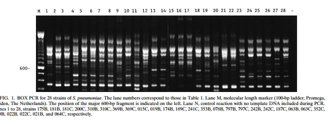 BOX PCR