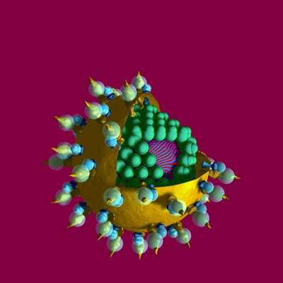 HepatitC Virus 50-80 nm Lipid zarf Kapsid Proteini Nukleik Asid Zarf
