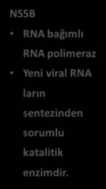 NS5B RNA bağımlı RNA polimeraz Yeni viral RNA ların sentezinden sorumlu katalitik