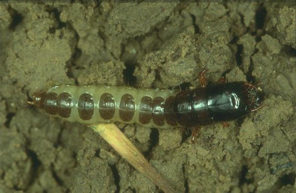 Larva 3-3.5 cm uzunluktadır.