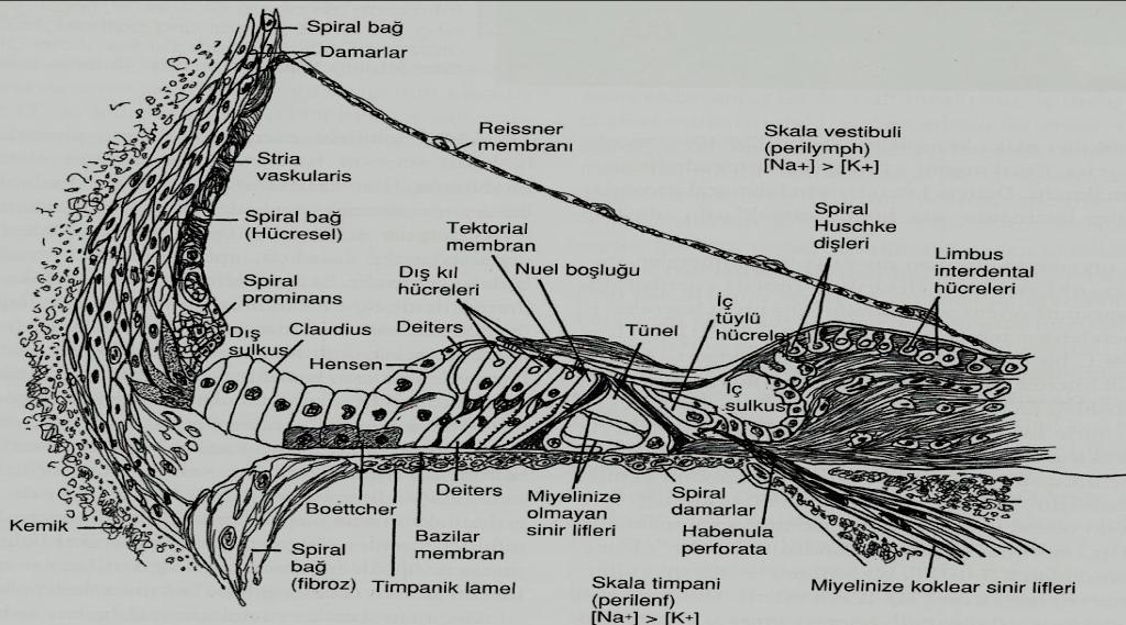 Spiral ligaman; Koklear duktusun lateral duvarının en büyük kısmını oluşturur. (25).