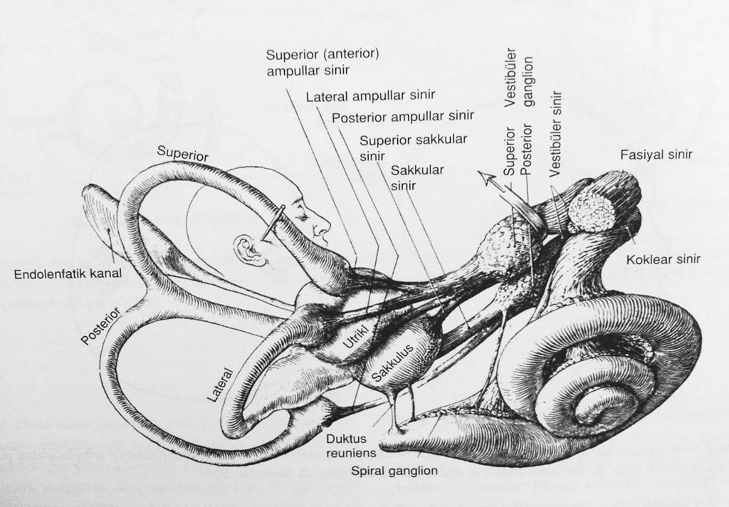 Şekil 1. Semisirküler kanallar ve koklea (28) 3- Koklea: Erişkin bir insanda 2,5 dönüşlük sarmal yapar. Şekil olarak salyangoza benzer kemik tüptür (Şekil 1).