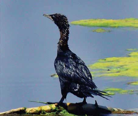 1.Küçük Karabatak (Phalacrocorax Pygmeus) (Pygmy Cormorant): Gagası kısa, başı yuvarlak, kısa ve kalın boyunlu ve uzun kuyruğuyla hemen tanınır. Gözü siyahtır.