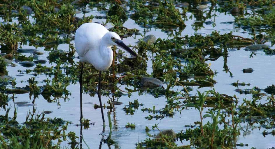 Küçük Ak Balıkçıl (Egretta Garzetta) (Little Egret): Gagası ve bacakları siyah, ayakları sarıdır. Uçuşta sarı ayakları hemen göze çarpar.