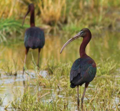 5. Erguvani Balıkçıl (Ardea Purpurea) (Purple Heron): Boynu ve gagası ince ve uzun, boynu bir yılanı andırır.