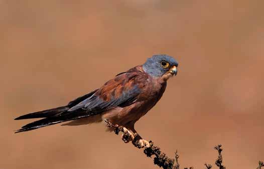 16. Küçük Kerkenez (Falco naumanni) (Lesser Kestrel) : Erkeğin sırtı beneksiz, başı grimsi mavi, büyük kol örtüleri gridir. Tırnakları beyaz, kanat altı açıktır.