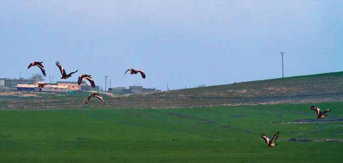 22. Toy (Otis tarda) (Great Bustard) : Başı ve boynu gri, sırtı kızıl üstüne siyah çizgili, alt tarafı beyazdır. Bacakları gridir.