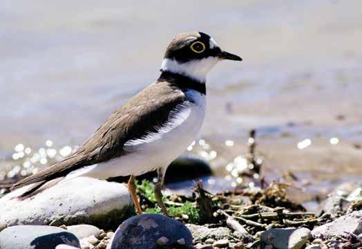 26. Halkalı Küçük Cılıbıt (Charadrius dubius) (Little Ringer Plover): 28. Sürmeli Kızkuşu (Chettusia gregarius) (Sociable Plover ) : İnce, uzun kanatlı ve zarif bir cılıbıttır.