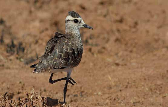 Mehmet Mahmutoğlu Yusuf Özbey 27. Mahmuzlu Kızkuşu (Hoplopterus spinosus) (Spur-winged Plover): 29.