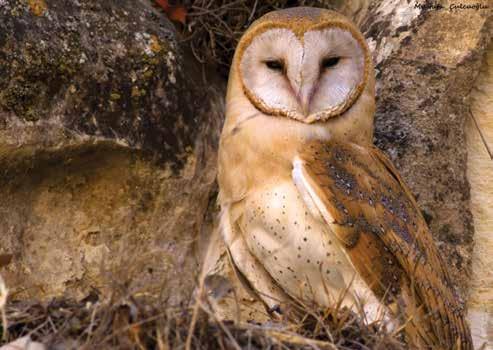 36. Peçeli Baykuş (Tyto alba) (Barn Owl.): 38. Küçük Ebabil (Apus affinis) (Little Swift): Üst tarafı sarımsı bej, alt tarafı bembeyazdır.
