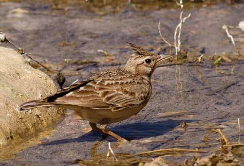 46. Tepeli Toygar (Galerida cristata) (Crested Lark) Uzun ve belirgin ibiği çoğu zaman