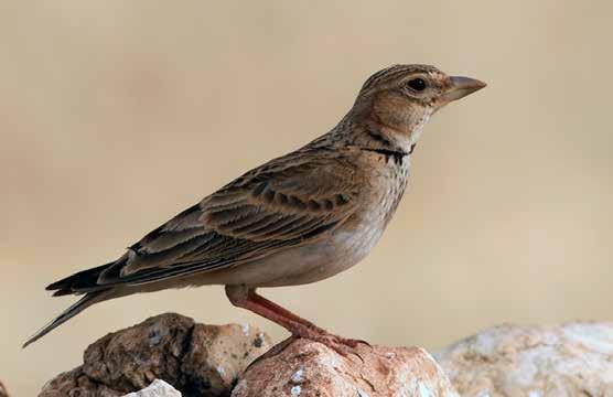 48. Boğmaklı Toygar (Melanocorypha calandra) (Calandra Lark): Büyük ve iri başlı bir toygardır. Gagası güçlü ve kalın, kaşı açık renklidir.