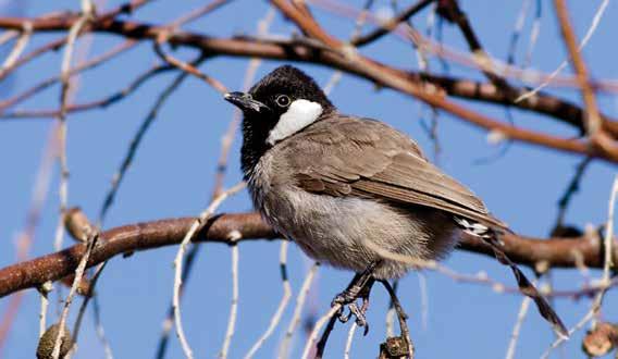 50. Ak Yanaklı Arap Bülbülü (Pycnonotus leucogenys) (White-cheeked Bulbul): Beyaz yanaklarıyla hemen tanınır, başı siyahtır.