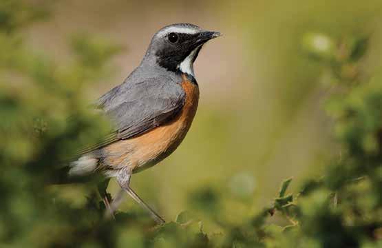 52. Taş Bülbülü (Irania gutturalis) (White-throated Robin) : Gri mavi üst tarafı, siyah kuyruğu ve kırmızımsı alt tarafı ile