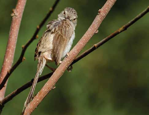 58. Dik Kuyruklu Ötleğen (Prinia gracilis) (Graceful Warbler): Çok küçüktür, kuyruğu çok uzundur, ortalama 10 cm boyundadır, uçuşta bir kız böceğini andırır.